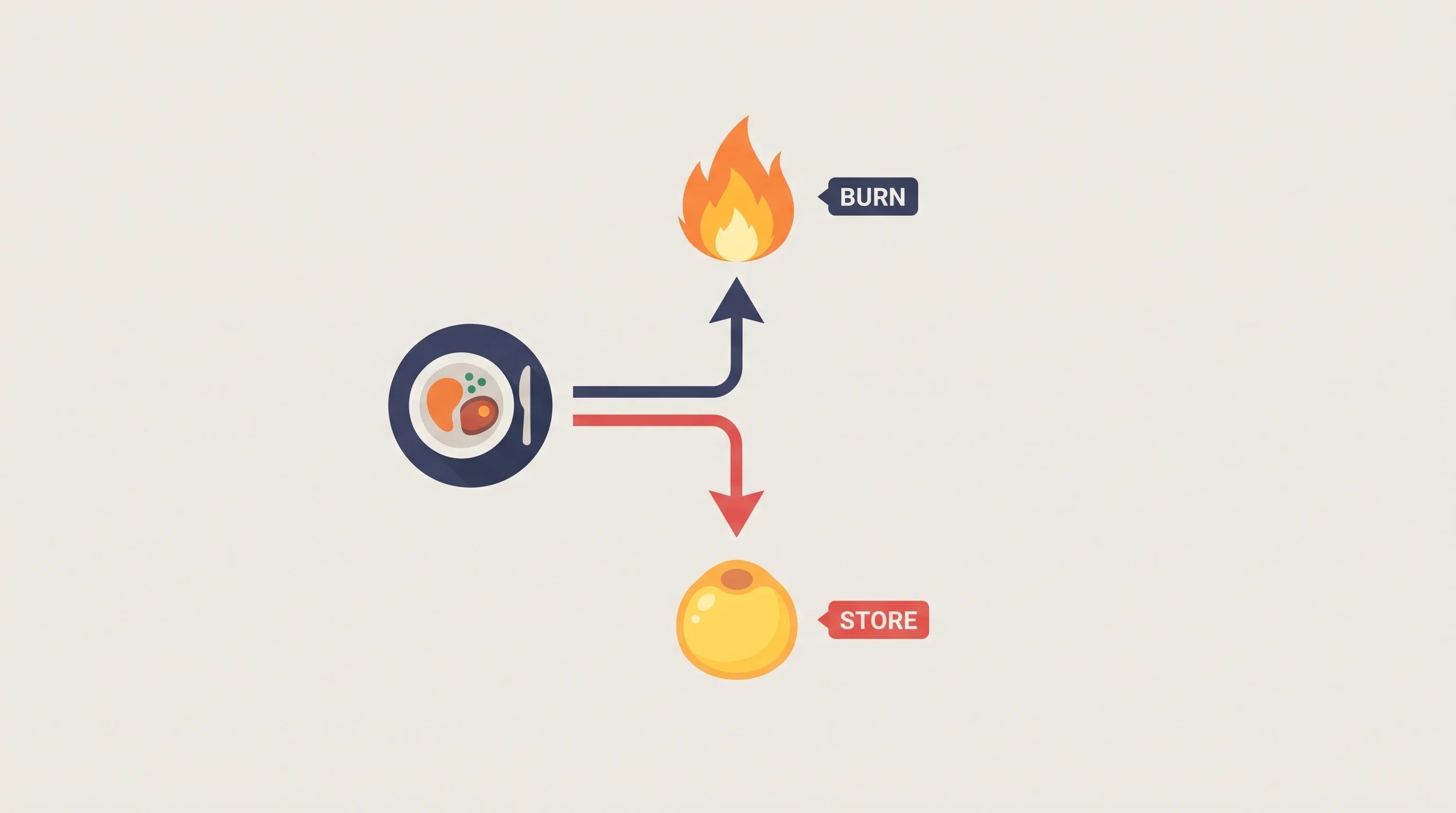 Diagram of a plate of food splitting into two paths, one to a bright flame labeled BURN and one to a fat cell labeled STORE with STORE path lit red